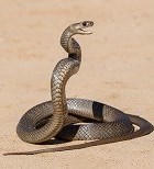 עונת הנחשים: כך תימנעו מסכנת מוות-תמונה